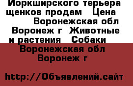 Йоркширского терьера щенков продам › Цена ­ 9 000 - Воронежская обл., Воронеж г. Животные и растения » Собаки   . Воронежская обл.,Воронеж г.